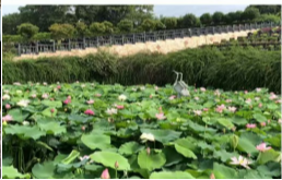 南京市岱山墓园园区图片