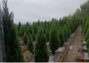 江西省瑞金市瑞林镇公益性骨灰堂园区图片