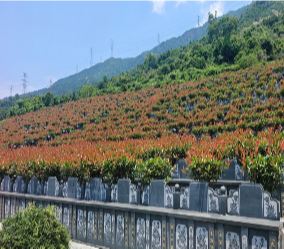 平阳县昆阳镇石塘村公益性墓地园区图片