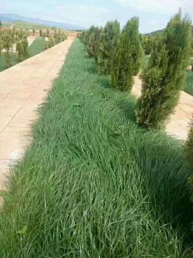云南凤龙山生命文化艺术陵园园区图片