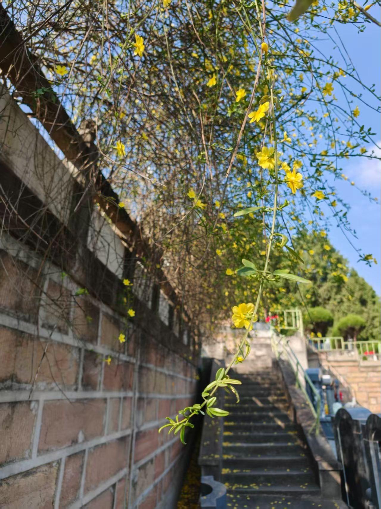 百芳公墓园区图片