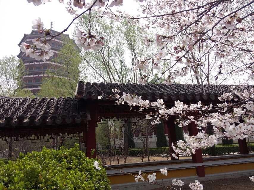 山东金陵服务有限公司园区图片