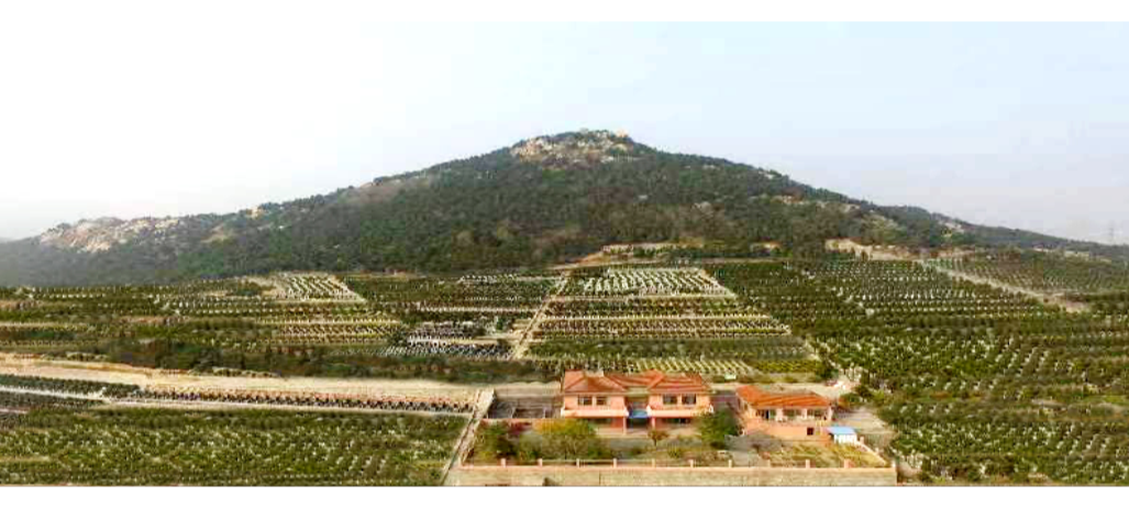 黄岛区卧龙山文化陵园园区图片