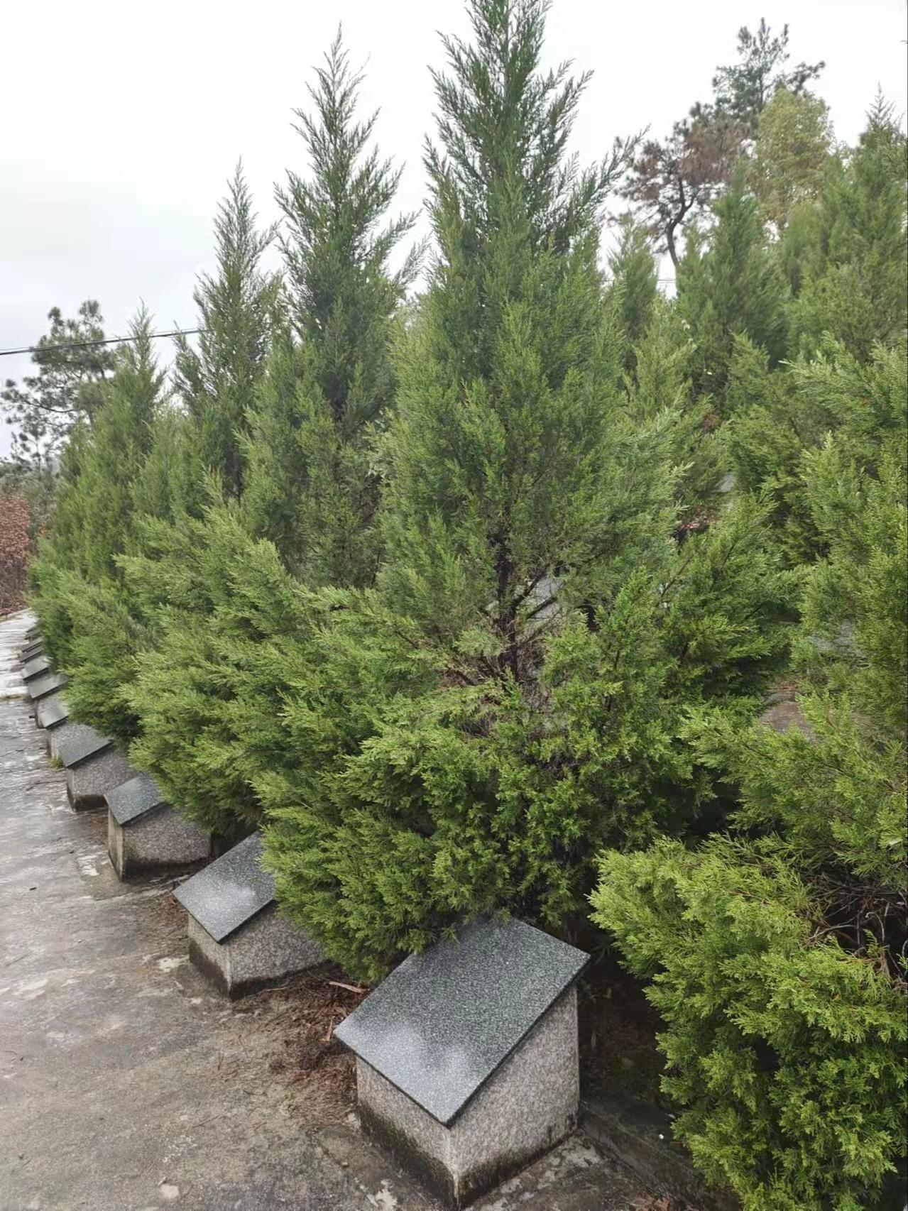 潜山市痘姆乡公益性公墓园区图片