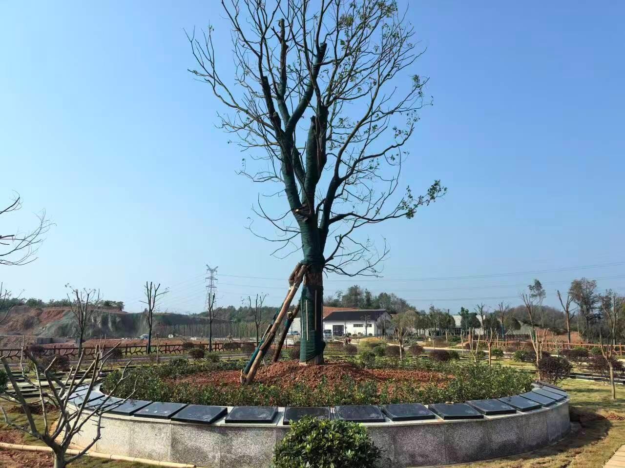 宜都市枝城镇方湾园生命纪念园园区图片