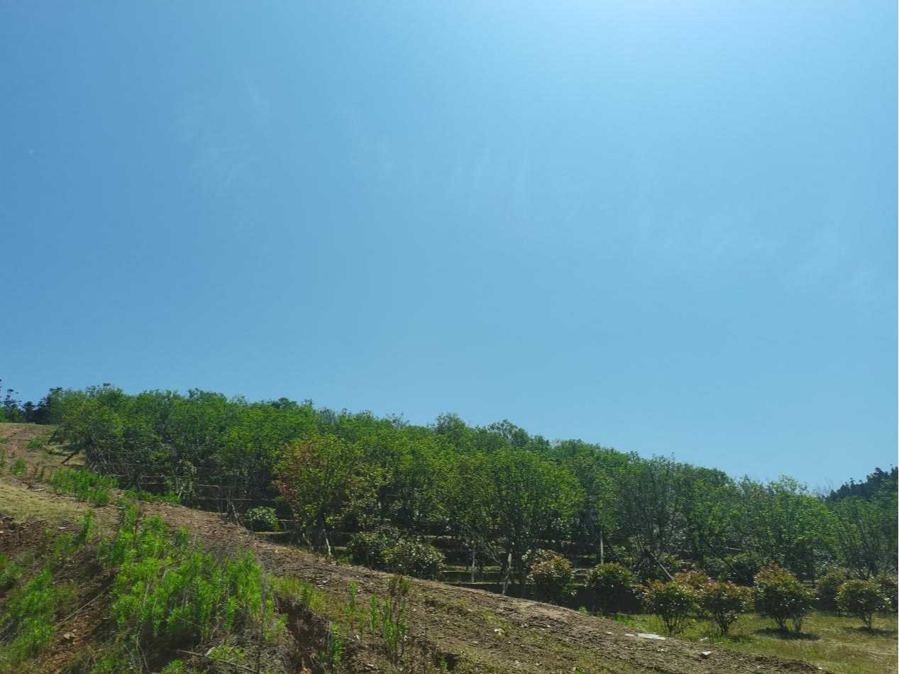 庐江县冶父山镇南山公墓