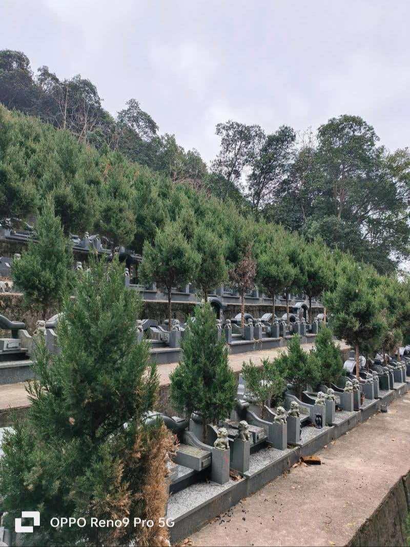 天井坡陵园园区图片