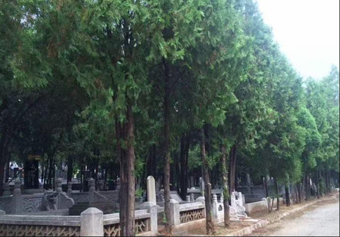 九里山公墓园区图片