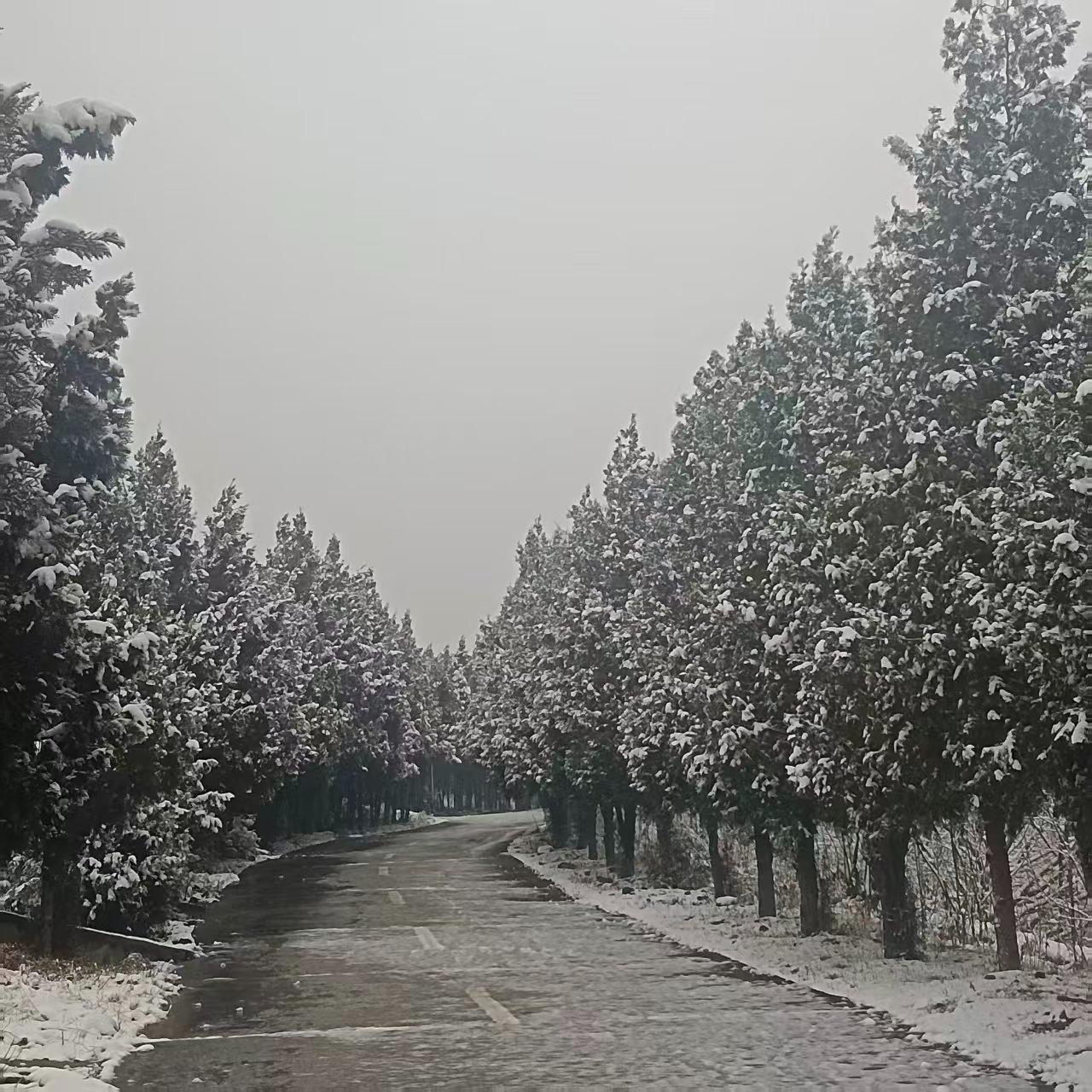 龙凤公墓园区图片