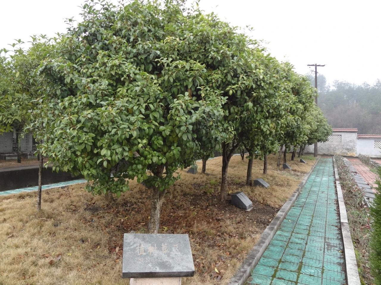 东阳市西甑山公墓园区图片