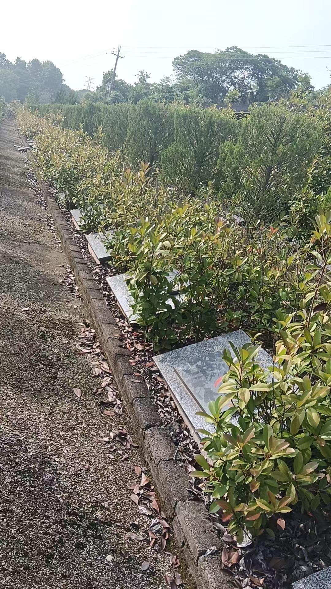 绍兴市新昌县羽林街道长安公墓园区图片