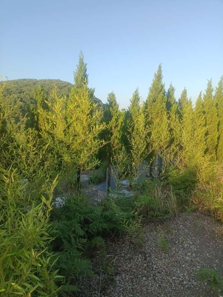 横山村美塘山公墓园区图片