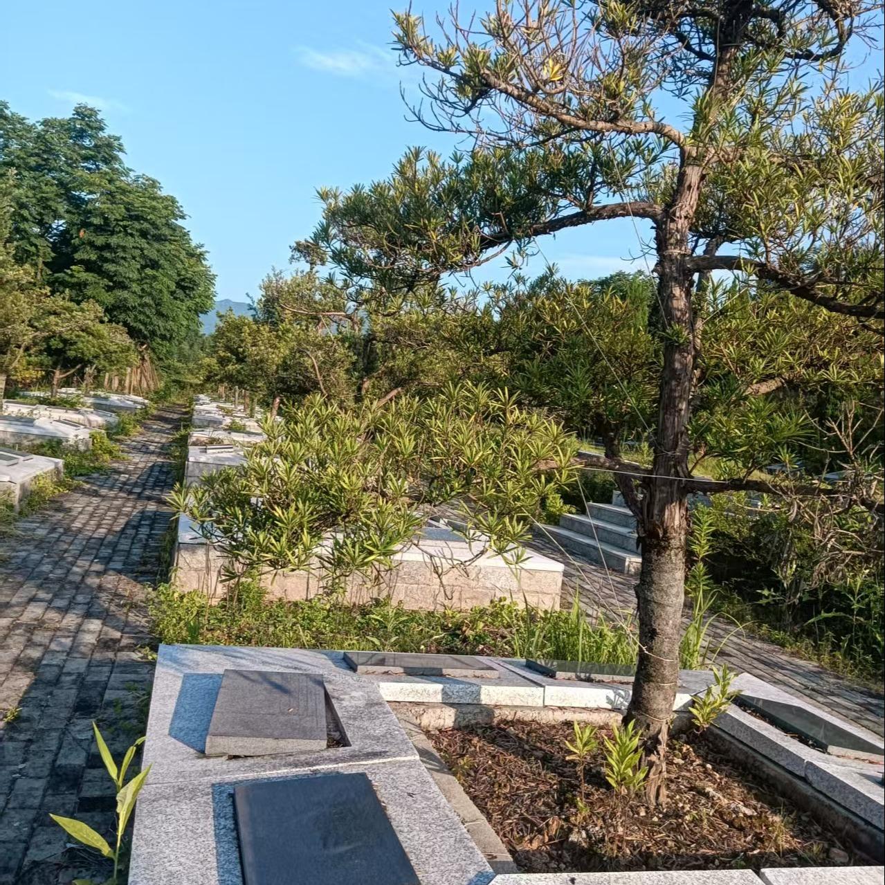 九华乡第一生态节地公墓（安乐园）园区图片