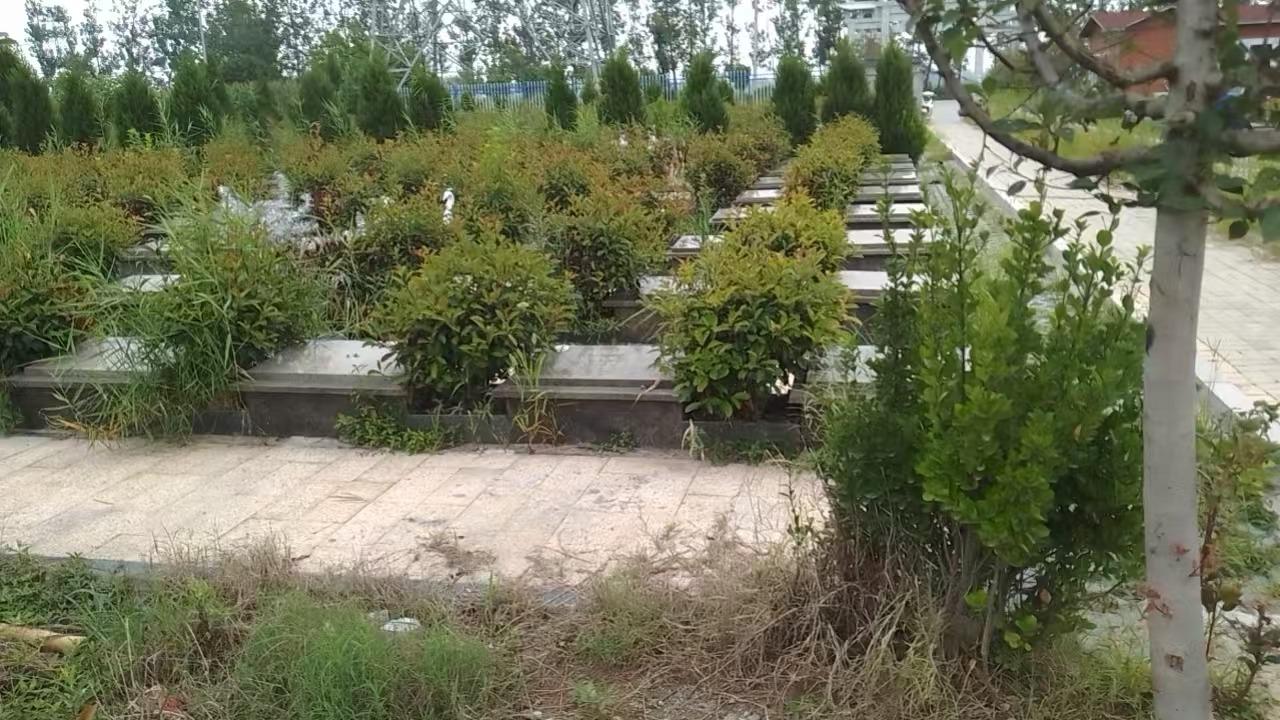 邳州市议堂镇永泽公益性公墓园区图片