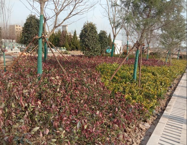沭阳追思园华冲公墓园区图片