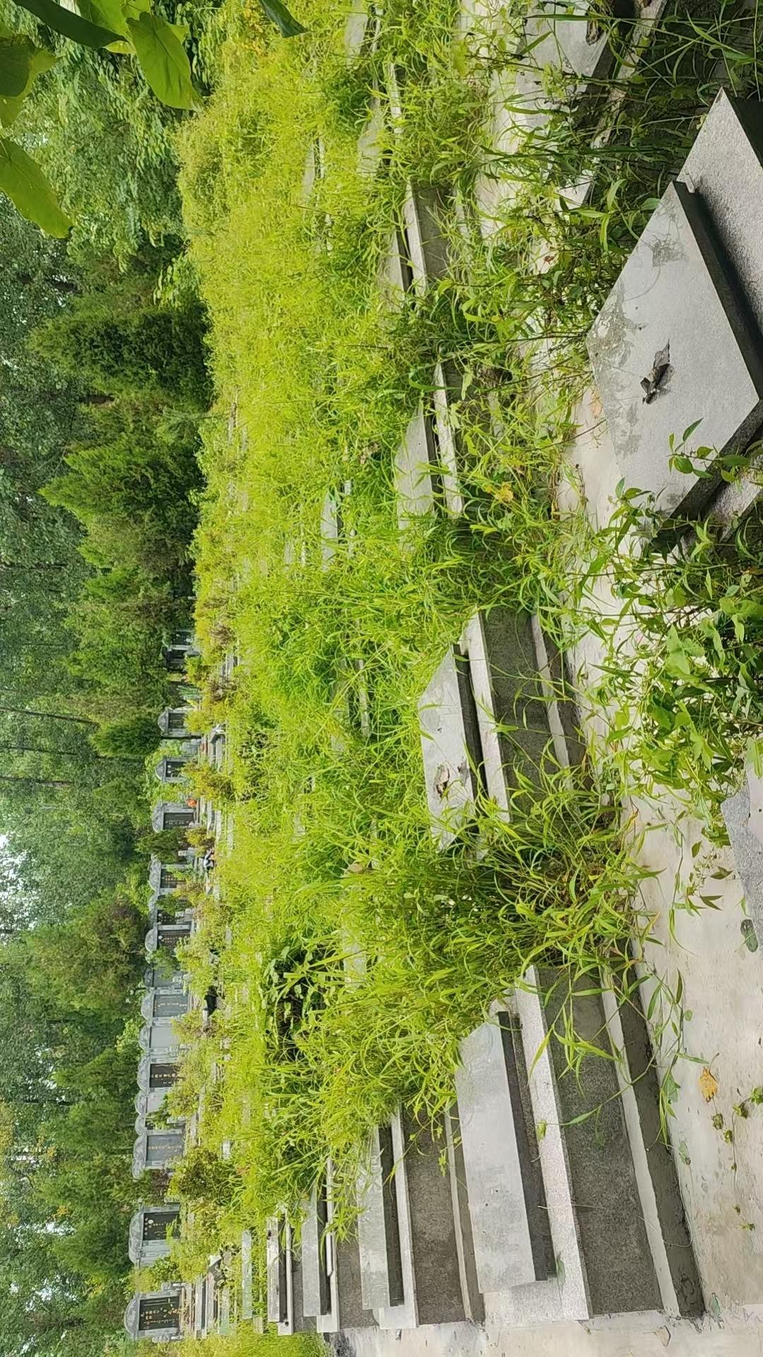 邳州市陈楼镇公益性公墓园区图片