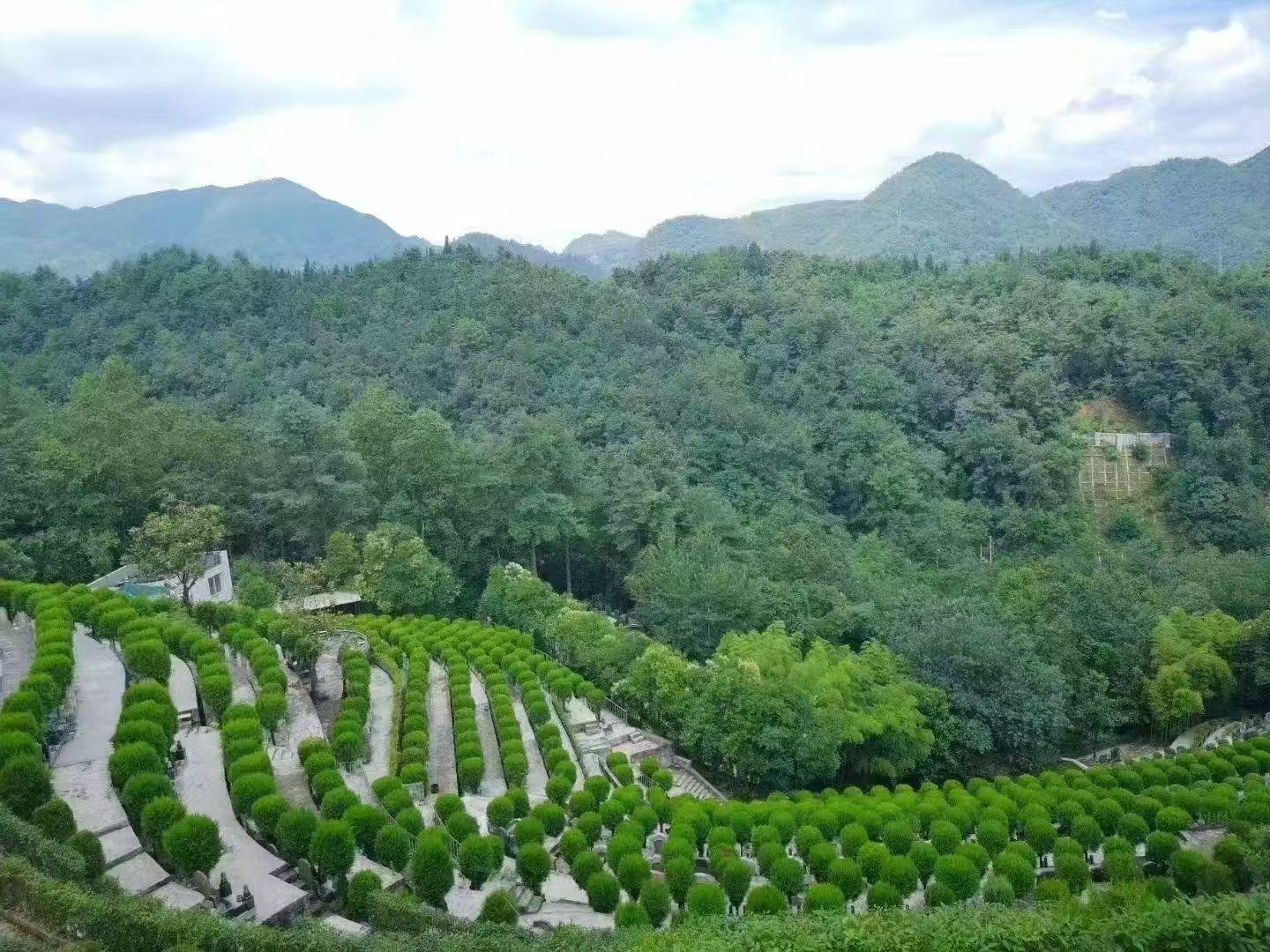 毕节阳山公墓有限公司园区图片