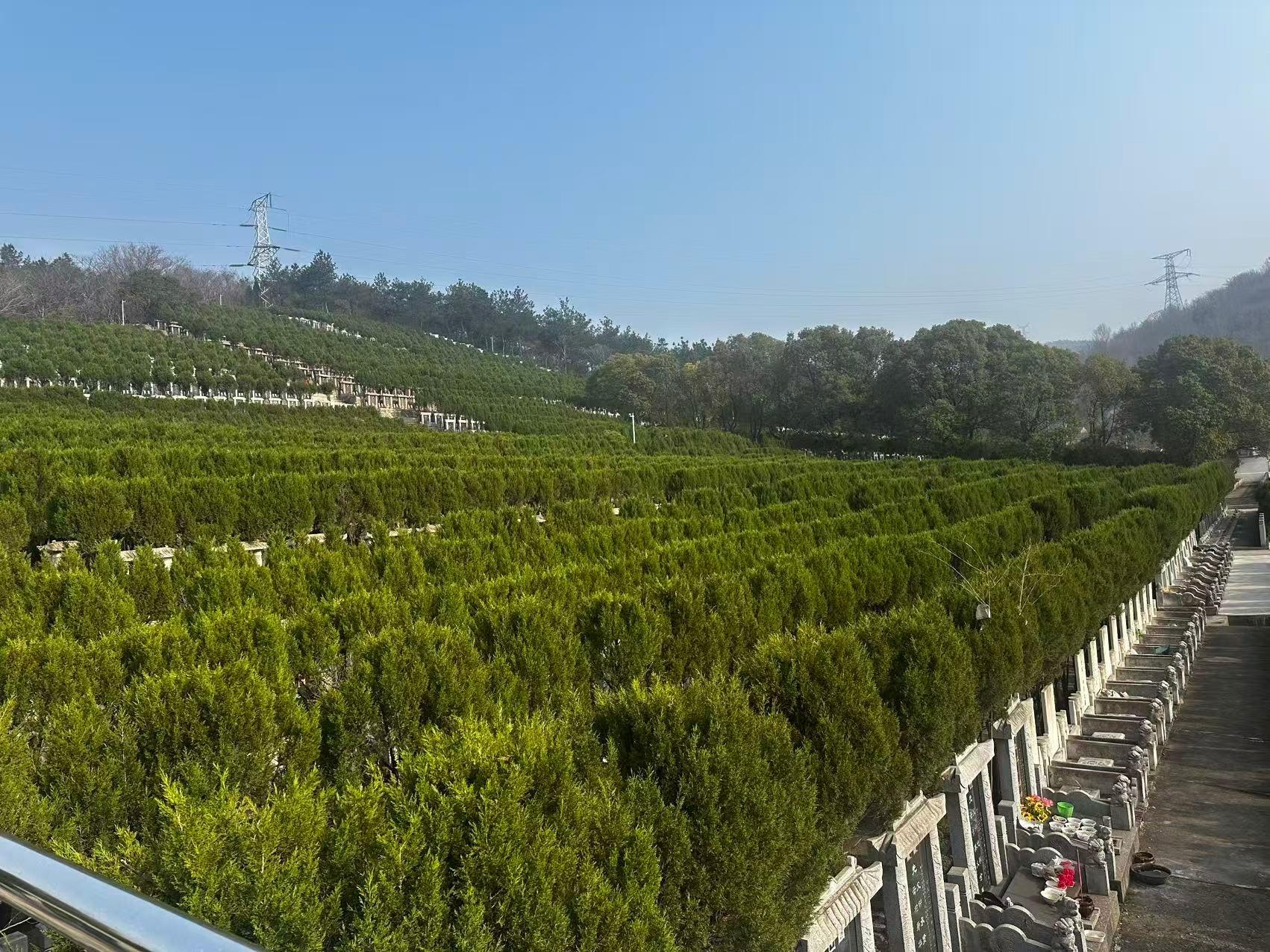 繁昌公墓园区图片