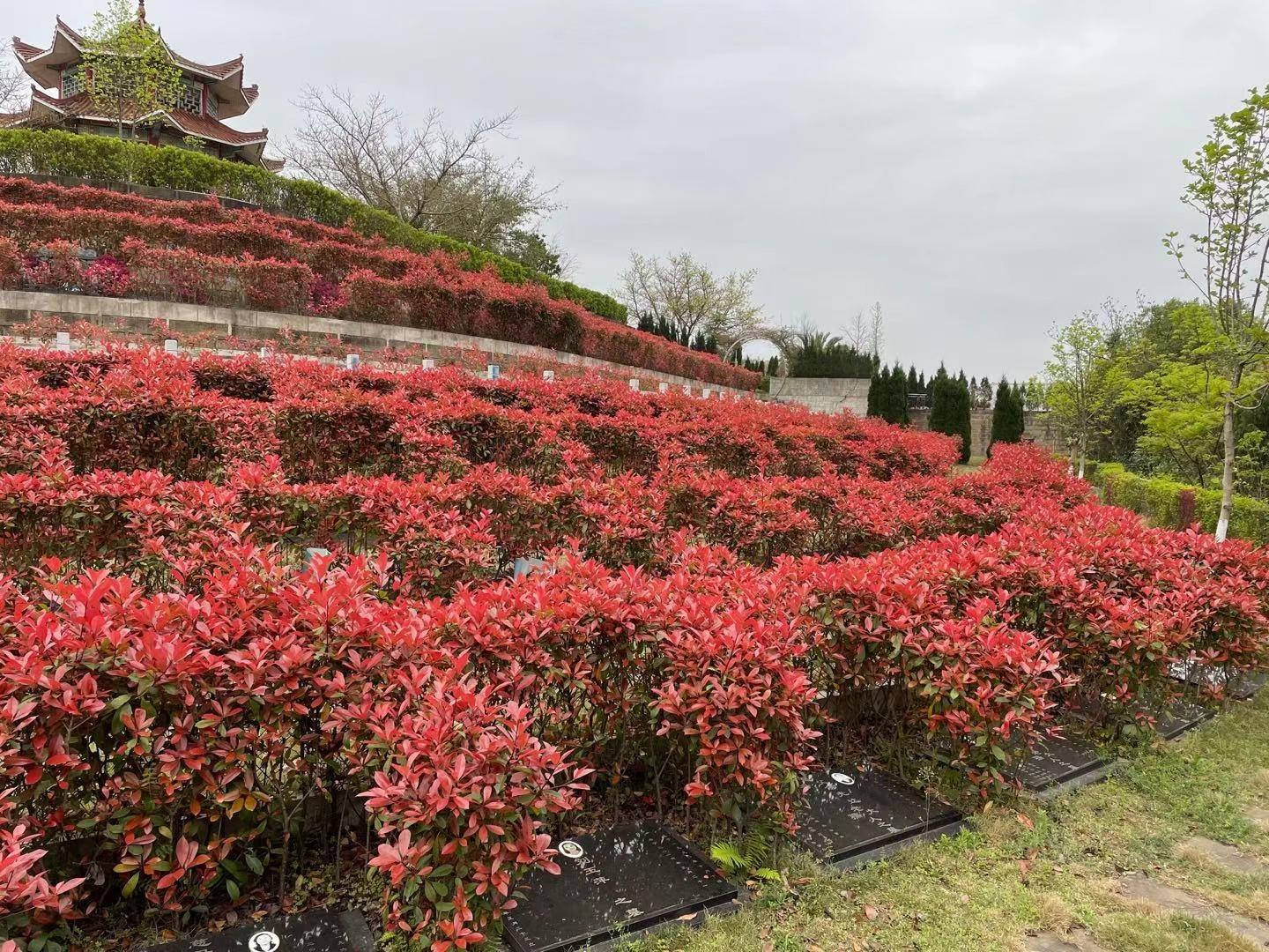 资阳市雁江区莲花公墓园区图片