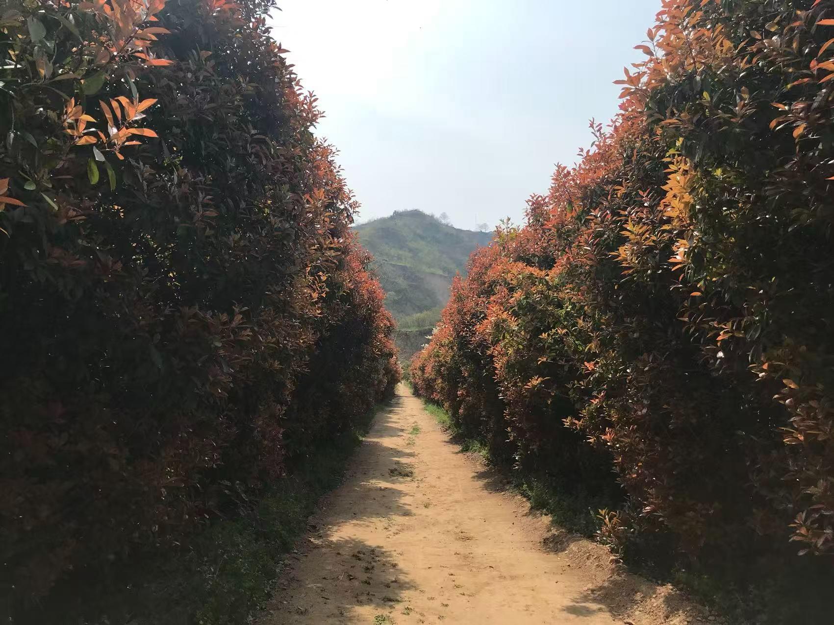 荥阳市万宝山生态园林陵园有限公司园区图片