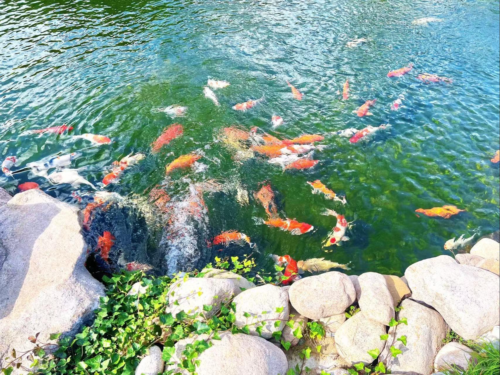 青岛福海园公益事业有限公司园区图片