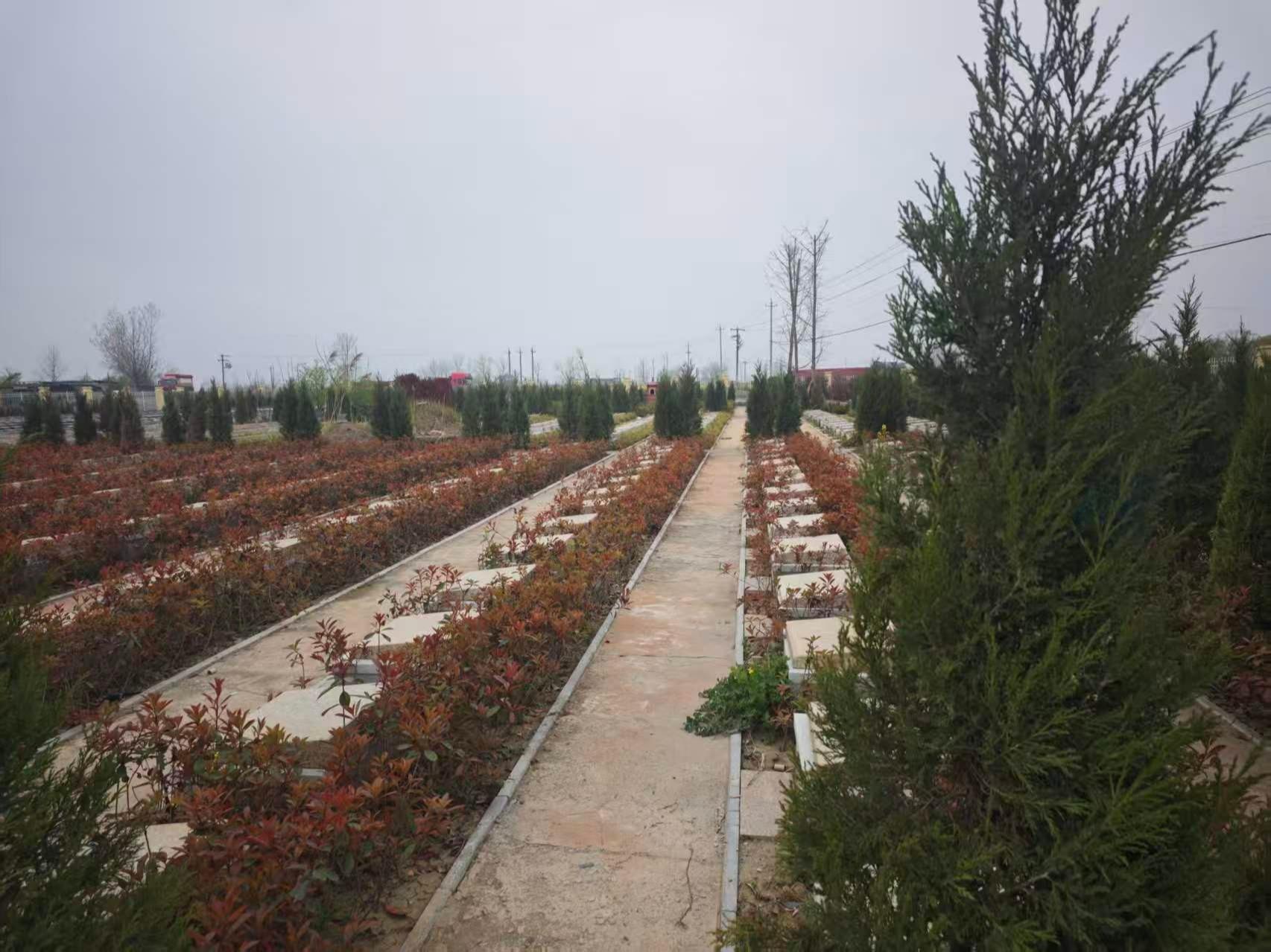 淮南市凤台县岳张集镇骨灰堂（公益性公墓）园区图片