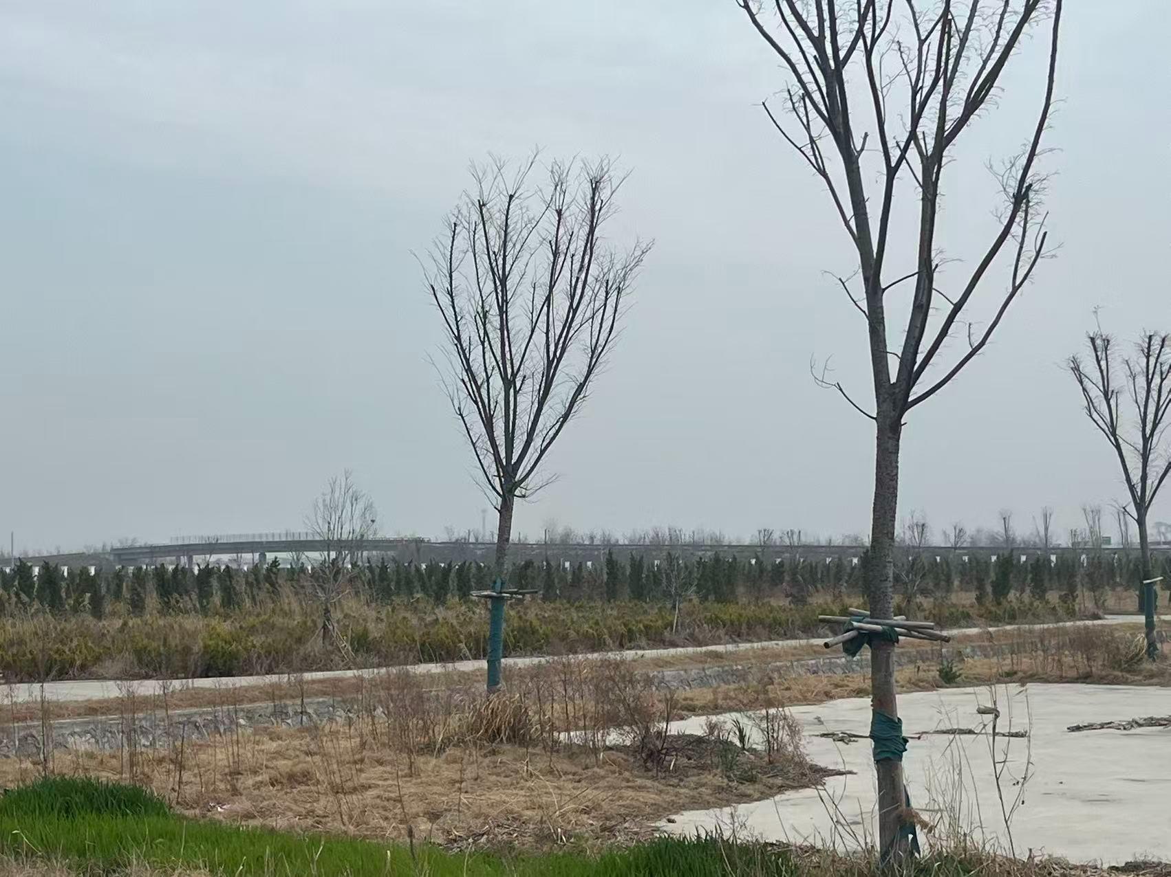 泗县城市公益性公墓园区图片