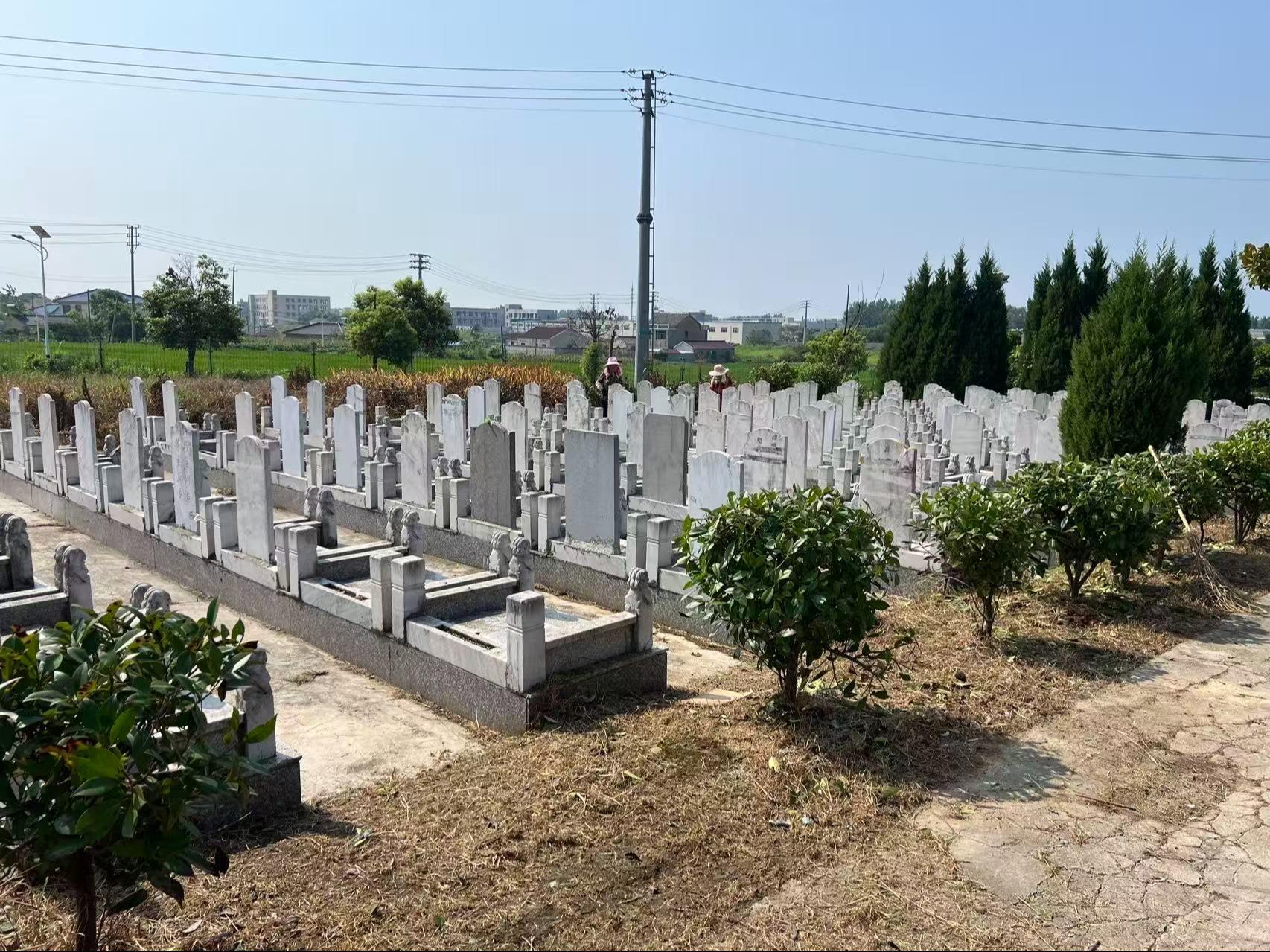 程桥街道羊山公墓园区图片