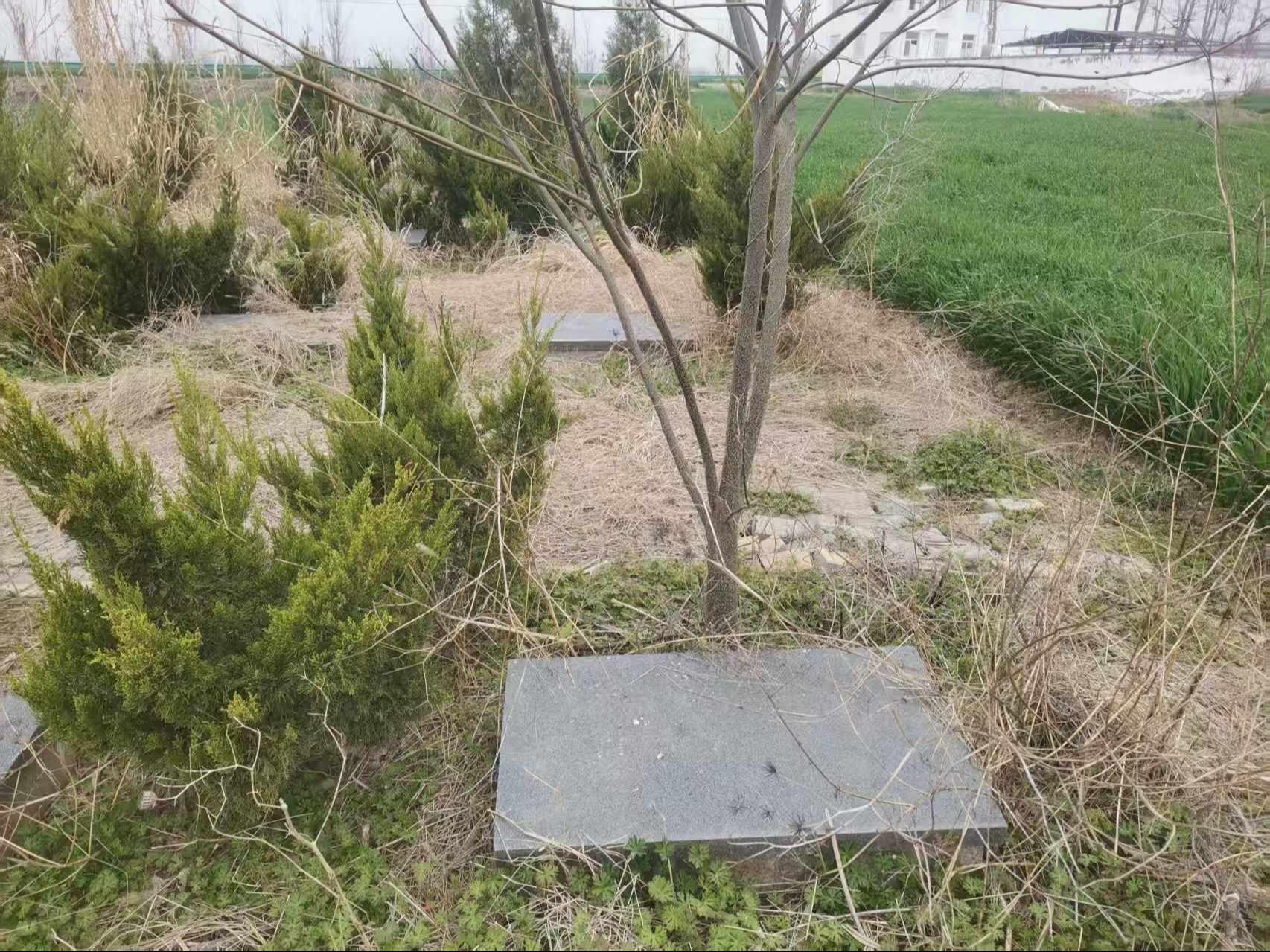 临湖镇公益性公墓园区图片