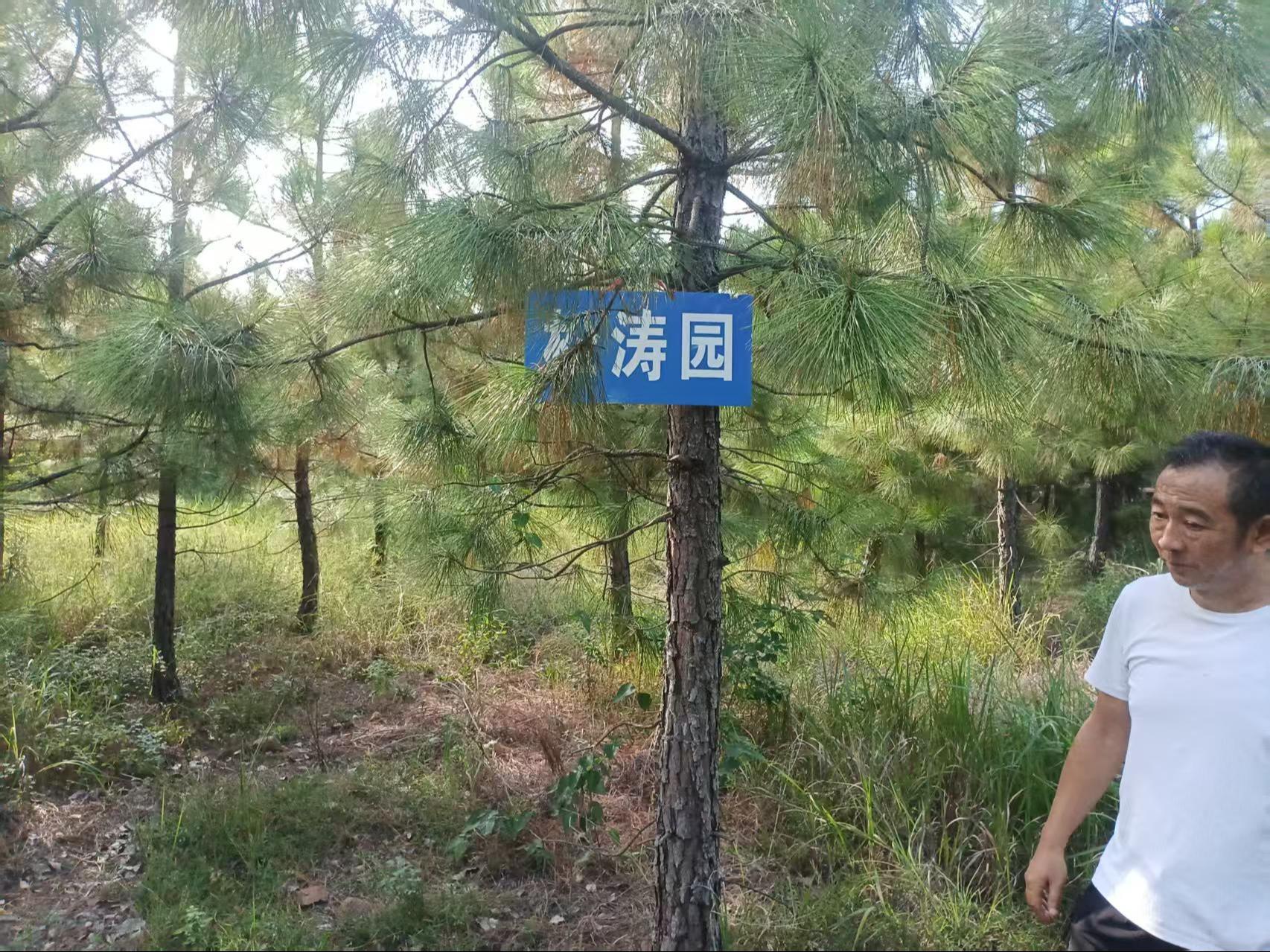 大石乡公益性公墓园区图片