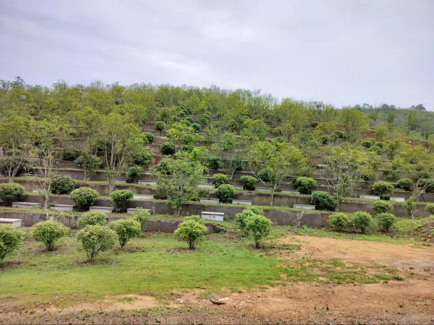庐江县冶父山镇南山公墓园区图片