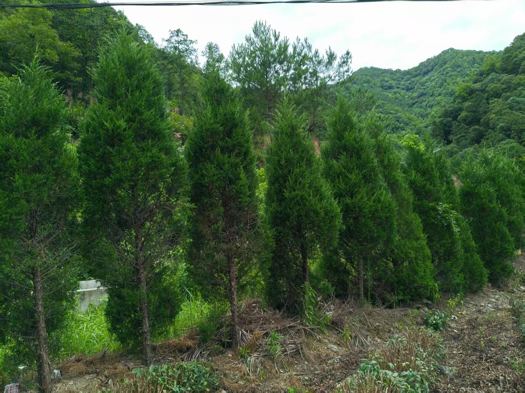 黟县三合村公墓园区图片