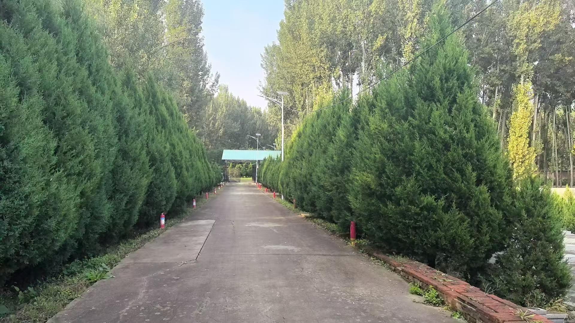 一街村公墓园区图片