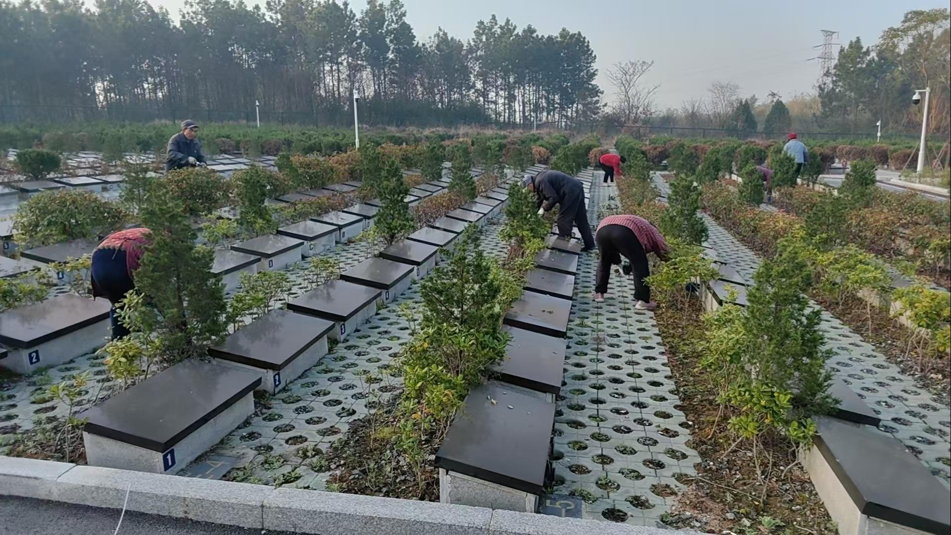 南陵县家发镇茶林公墓园区图片