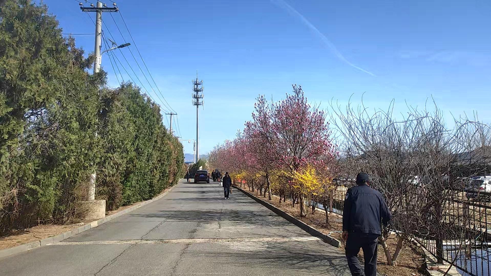北京市海淀区西北旺镇青山公墓园区图片