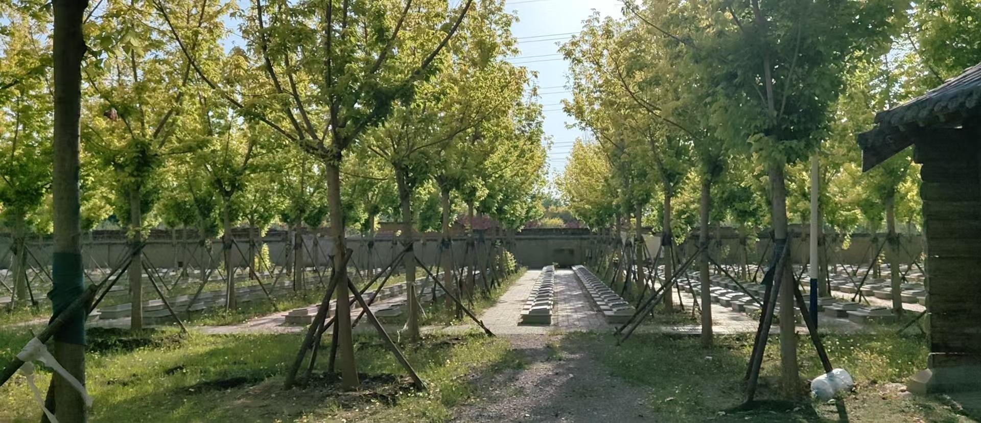 青云店镇公益性墓地园区图片