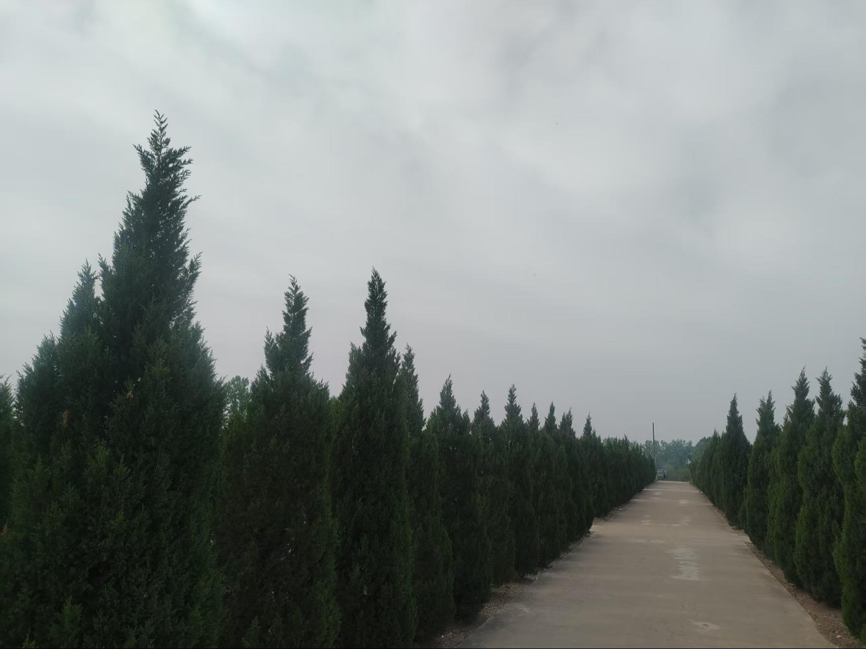汊河镇陈塘公益性公墓园区图片