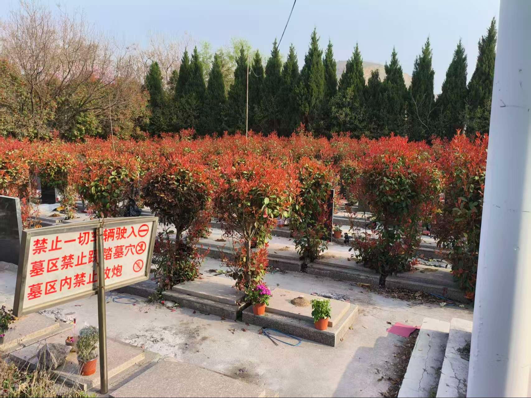 榴园公墓园区图片