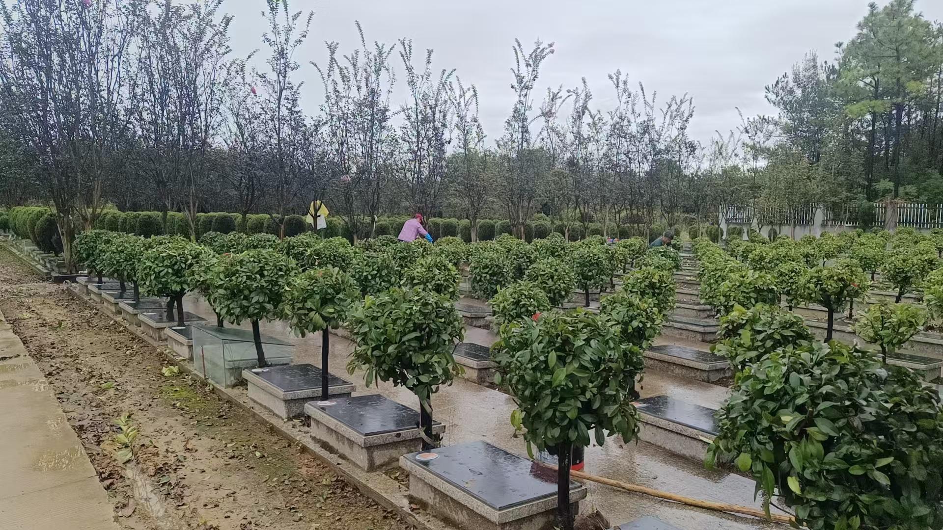 桐城市新渡镇公益性公墓园区图片