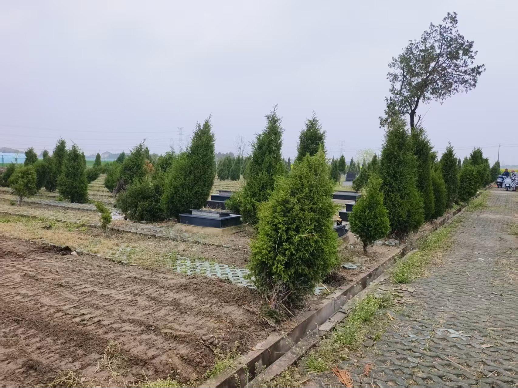 张甸镇梅网村墓区园区图片