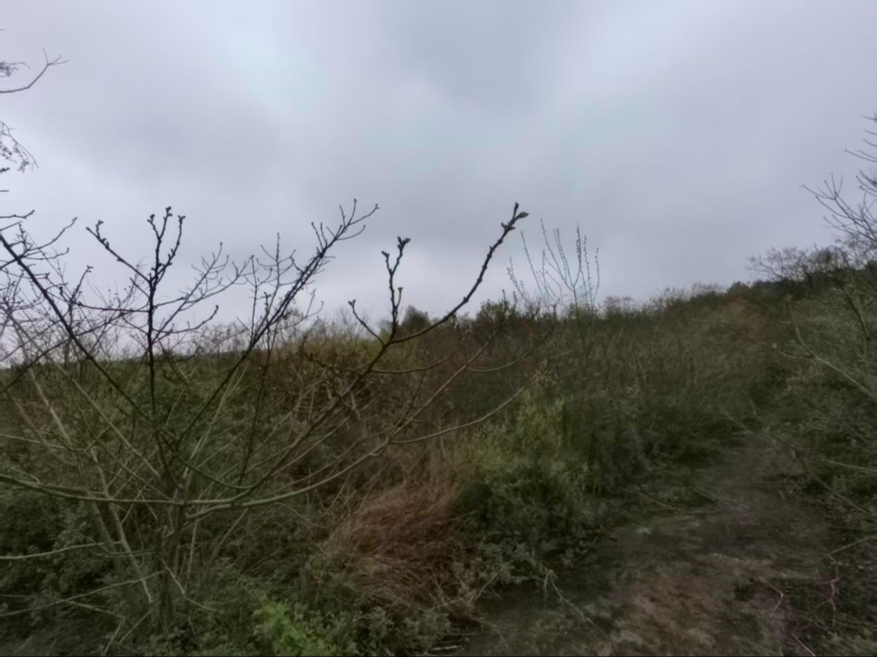 太慈镇公益性公墓园区图片