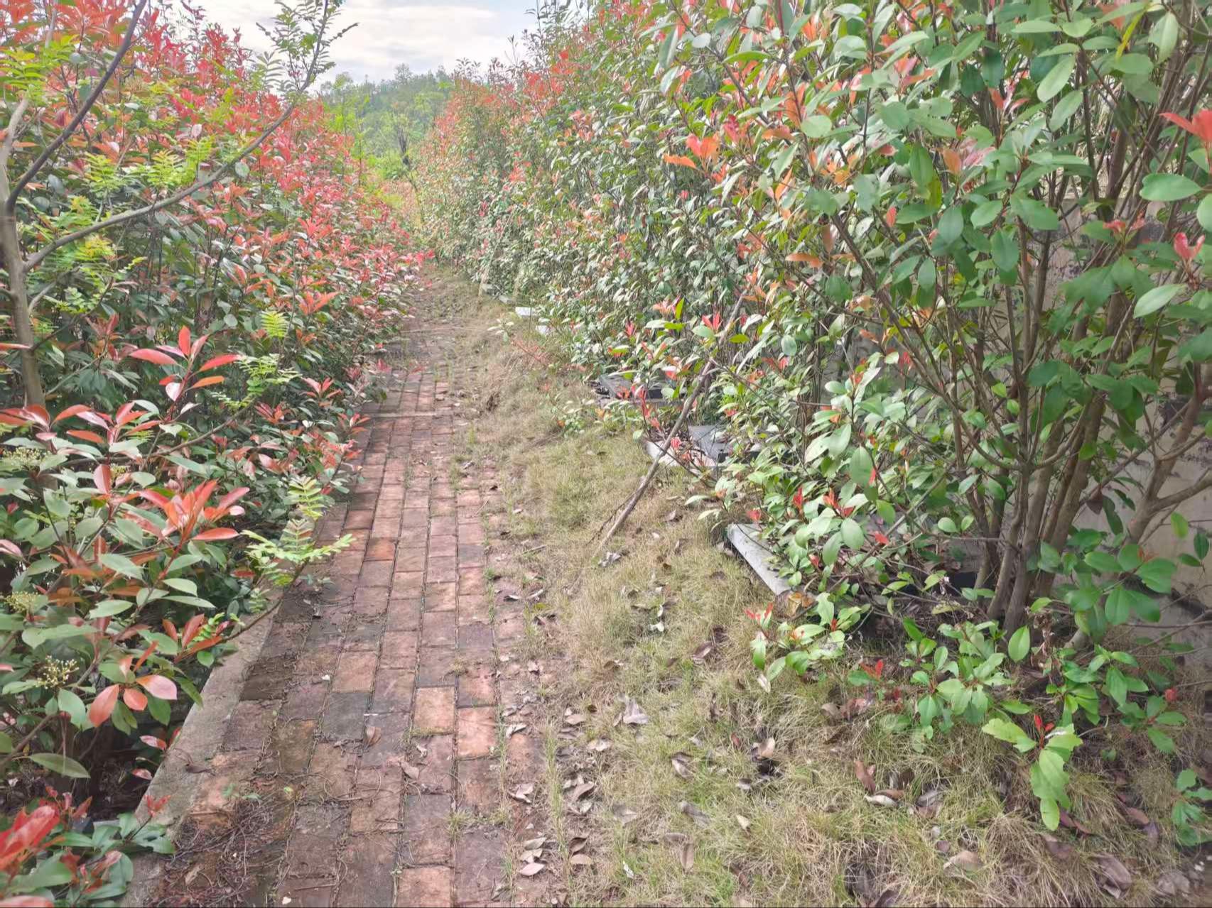 吉埠镇大溪村公墓园区图片