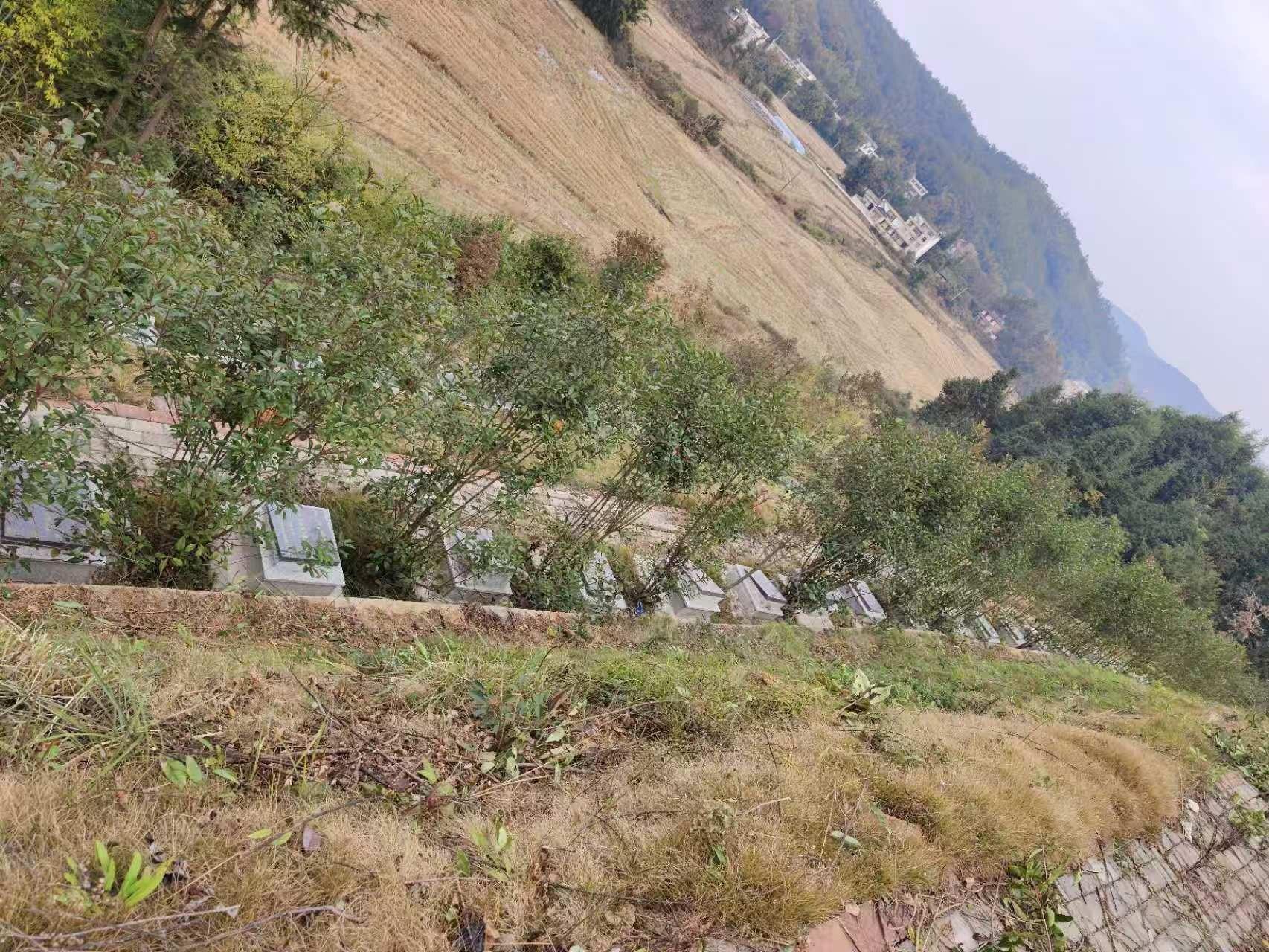 赣县区沙地镇银村村公益性公墓园区图片