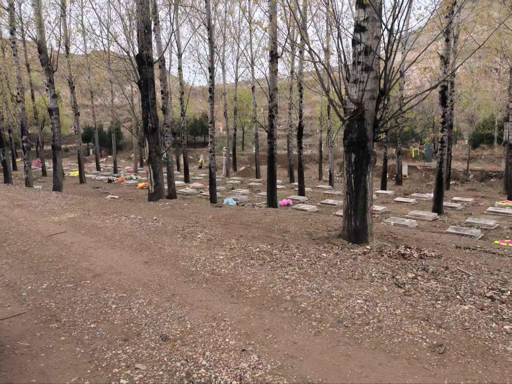 大段村墓园园区图片