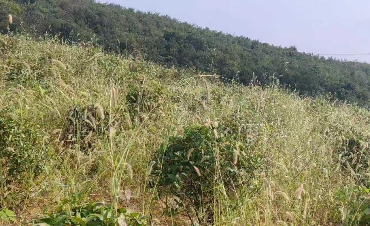 盛桥镇夏砾山北公墓