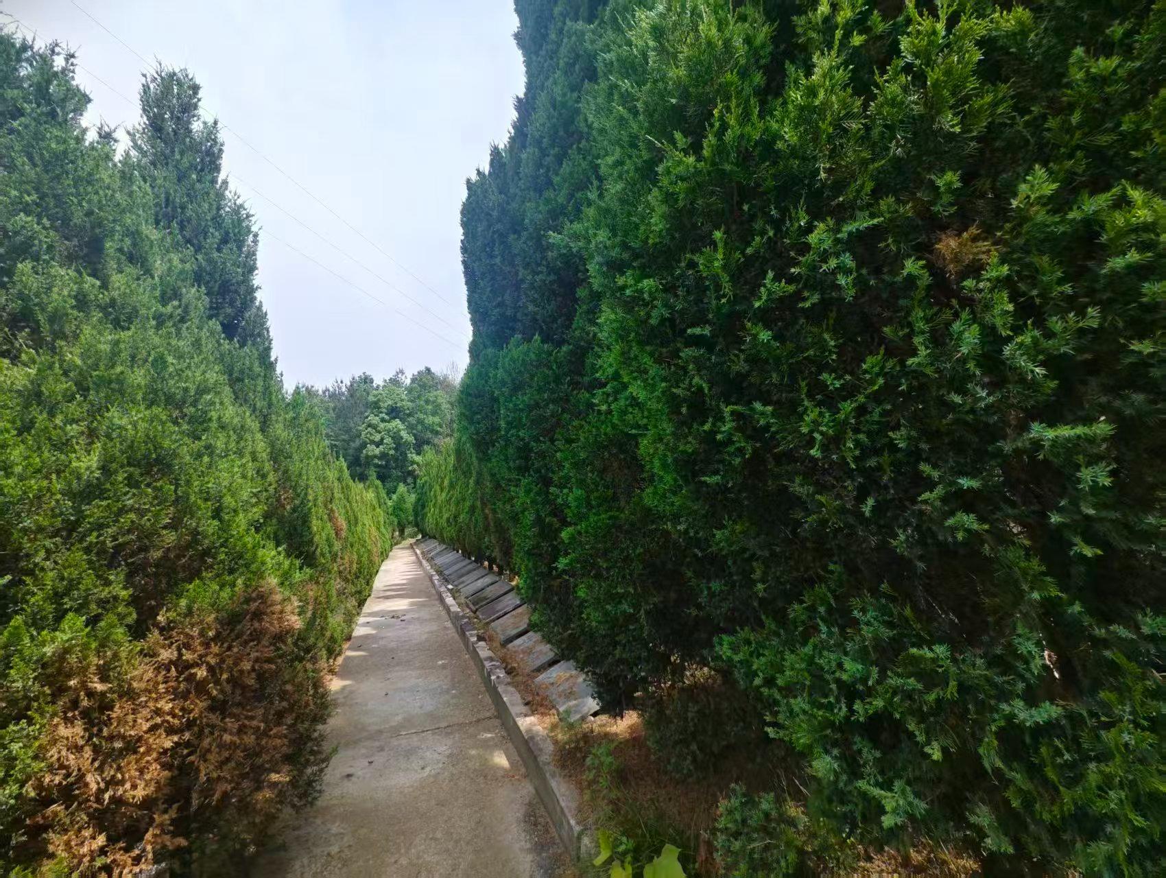 义乌市上溪镇罗汉山公园园区图片