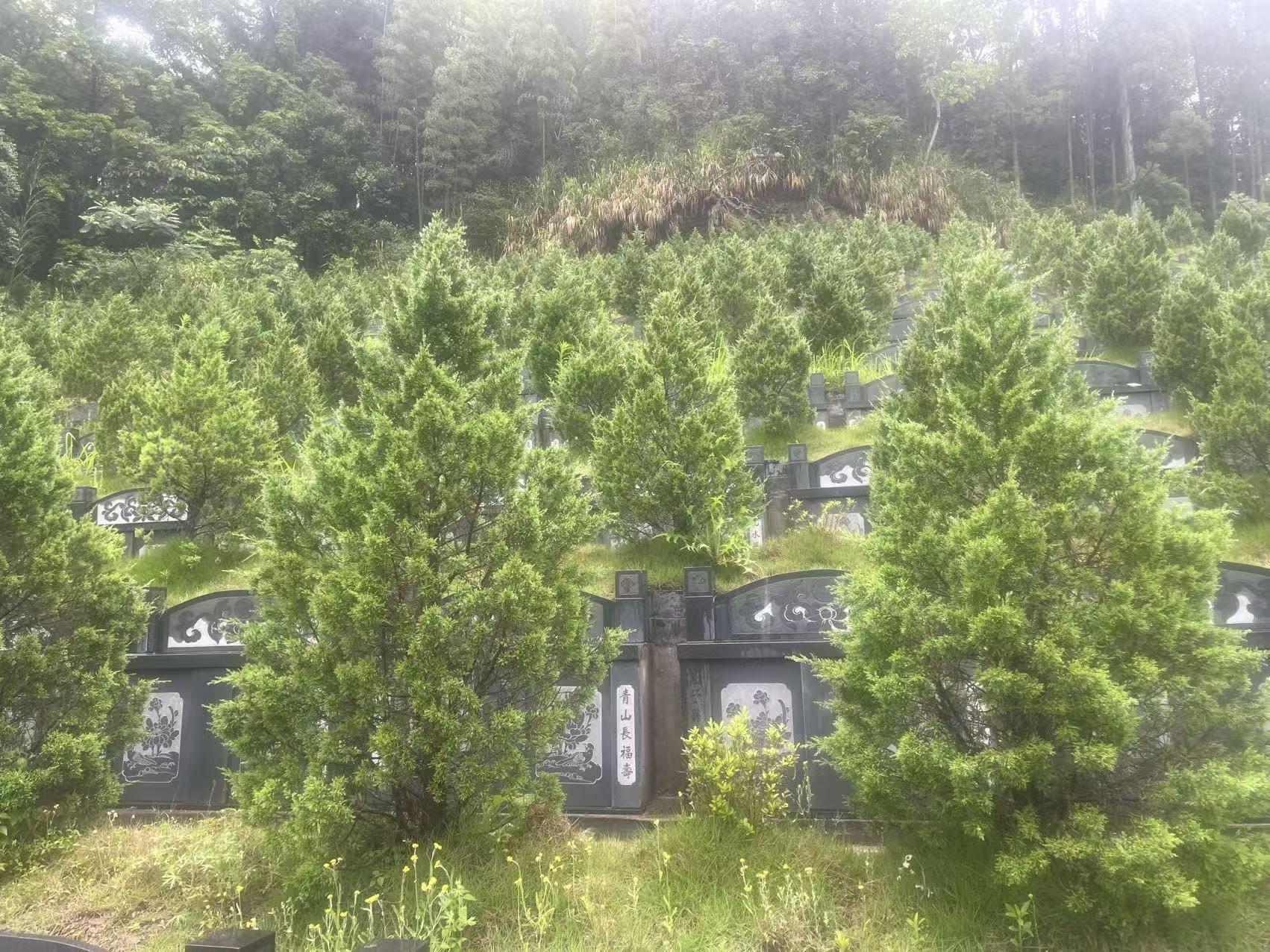 平阳县顺溪镇杨光村生态节地葬区园区图片