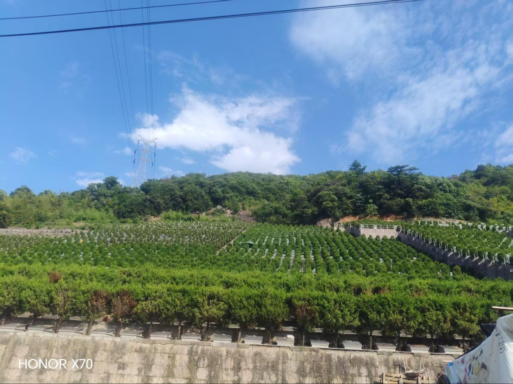 南山公墓园区图片