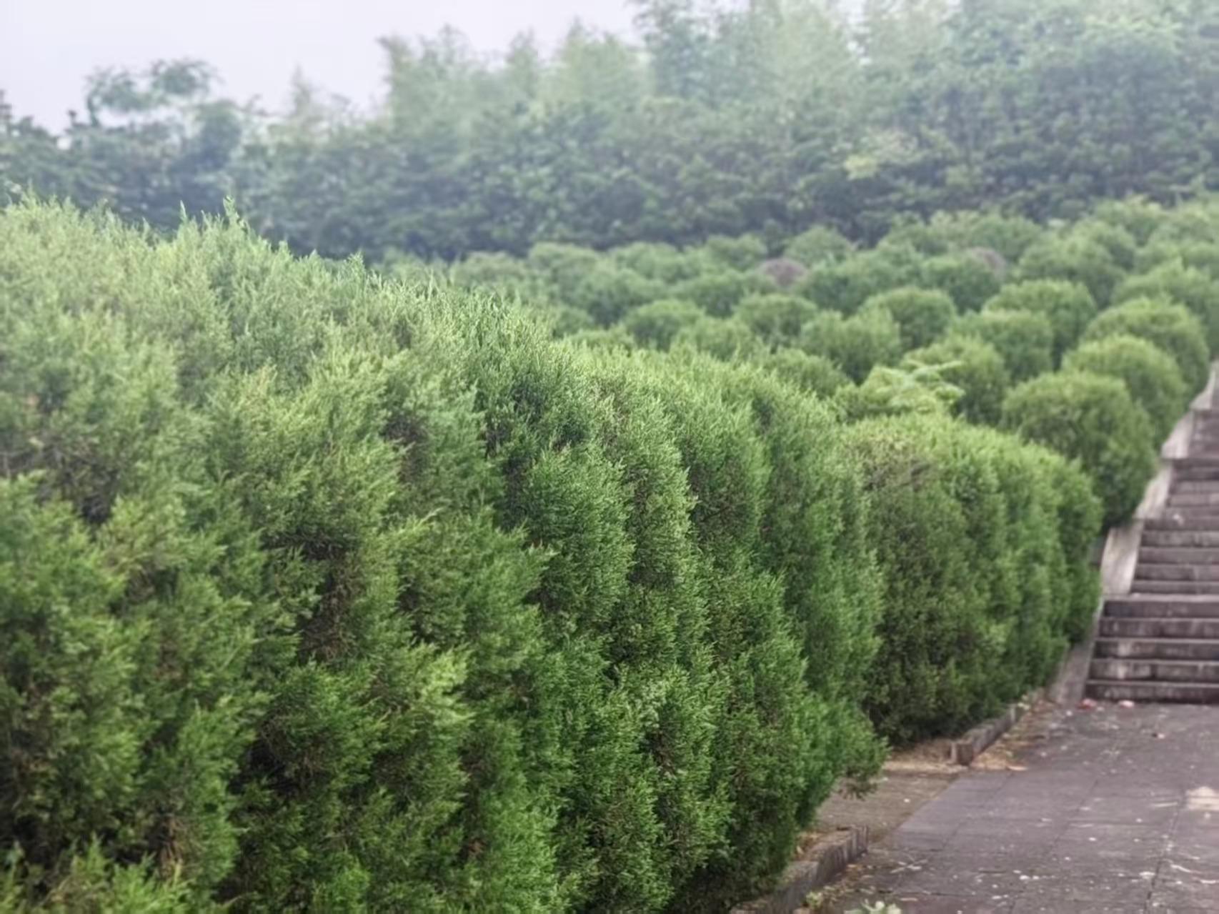 同山镇镇级公墓园区图片