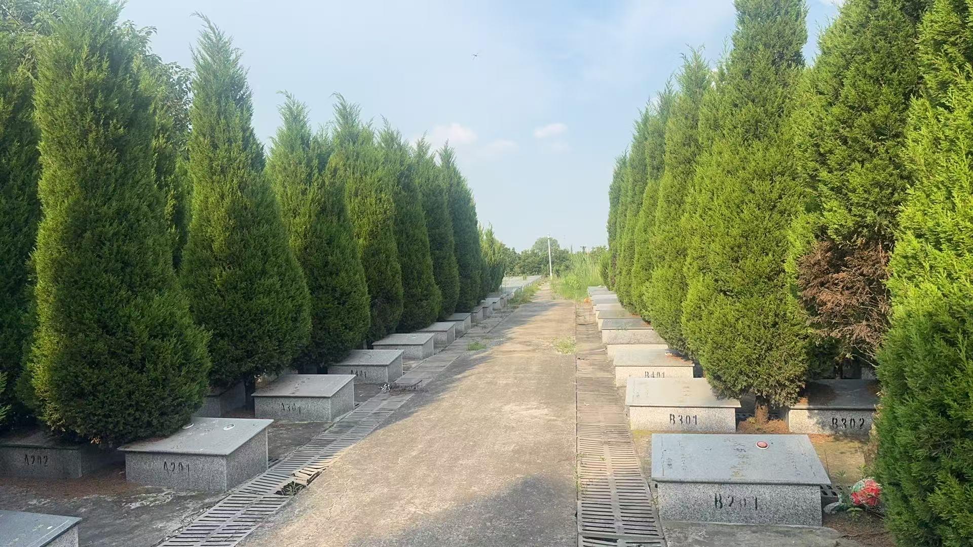 泰兴市珊瑚镇公益性公墓曹埠村墓区园区图片